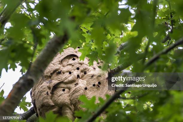 asian hornet nest hiding on an oak tree - asian hornet stock-fotos und bilder