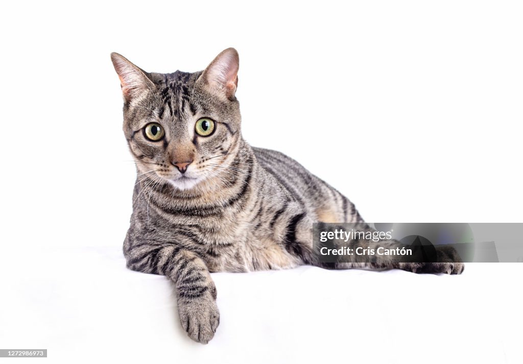 Tabby cat looking at camera on white background