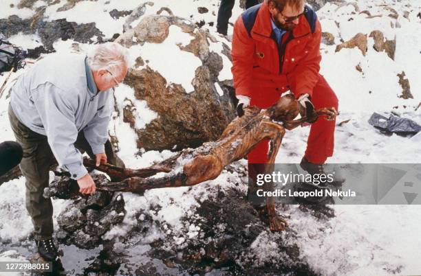 Le corps momifié a été trouvé par hasard par des randonneurs sur un glacier, le Similaun à 3200 mètres de hauteur, dans les Alpes de l'Otzal en...