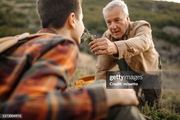 großvater mit enkel riechen kräuter auf wandertour - herbal medicine stock-fotos und bilder