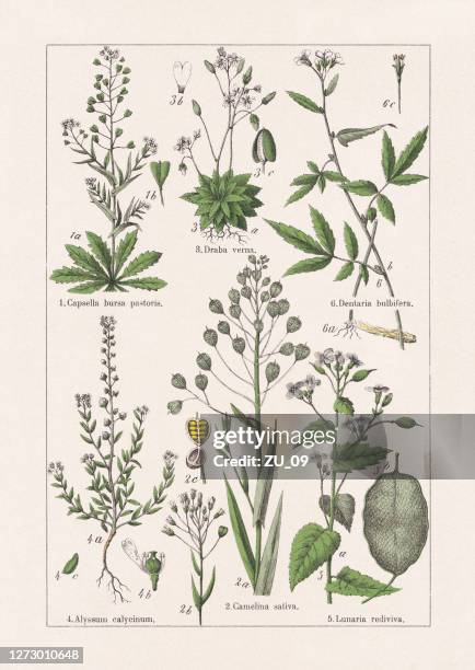 brassicaceae, chromolithograph, published in 1895 - cardamine bulbifera stock illustrations