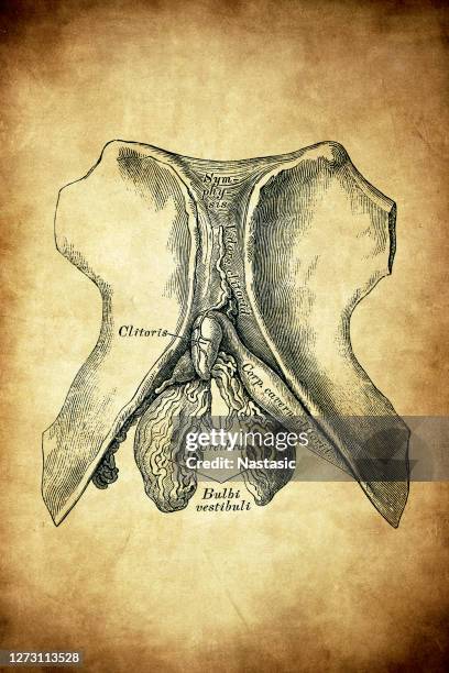 clitoris - vulva stock illustrations