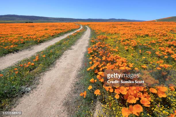 dirt road through poppy field, antelope valley california poppy reserve - nature reserve stock pictures, royalty-free photos & images