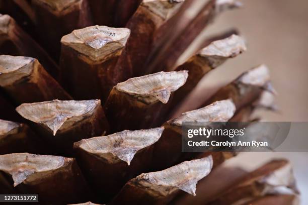 pinecone - pinecone stock pictures, royalty-free photos & images