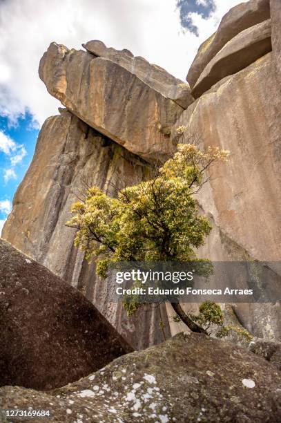 a lone tree and rock formation of the pico das prateleiras (shelves peak) on top of the mountains of the itatiaia national park (parque nacional do itatiaia) - prateleiras stock-fotos und bilder