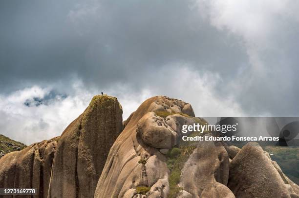 a bird perched on the rock formation of the pico das prateleiras (shelves peak) - prateleiras stock-fotos und bilder