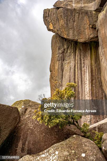 a lone tree and rock formation of the pico das prateleiras (shelves peak) on top of the mountains of the itatiaia national park (parque nacional do itatiaia) - prateleiras stock-fotos und bilder