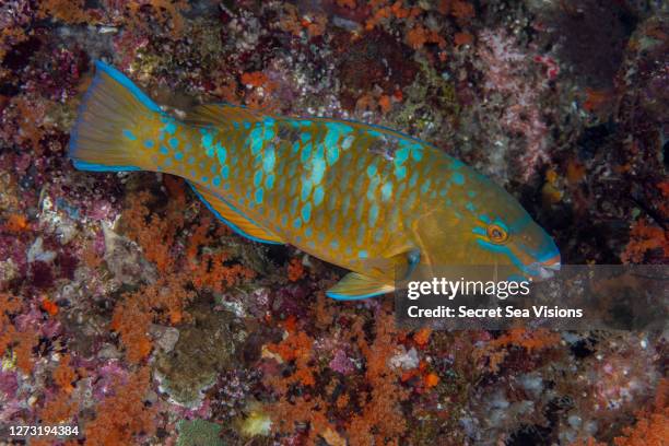 blue-barred parrotfish - bluebarred parrotfish stock pictures, royalty-free photos & images