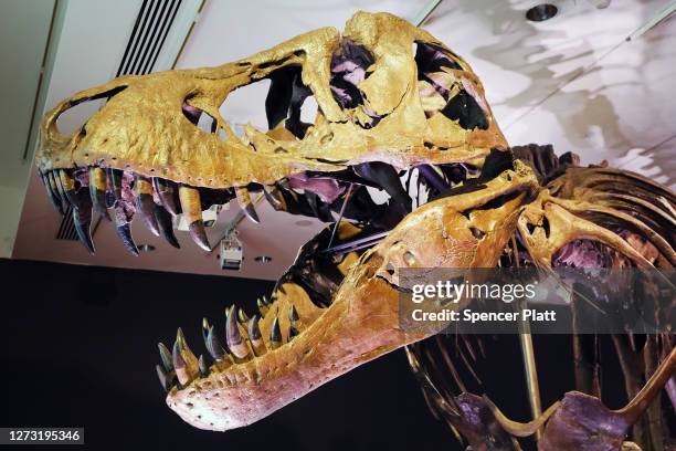 Tyrannosaurus Rex dinosaur fossil skeleton is displayed in a gallery at Christie’s auction house on September 17, 2020 in New York City. Owned by the...