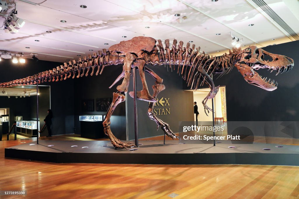 Christie's Puts Tyrannosaurus Rex Skeleton Known As Stan On Display Ahead Of Its Auction