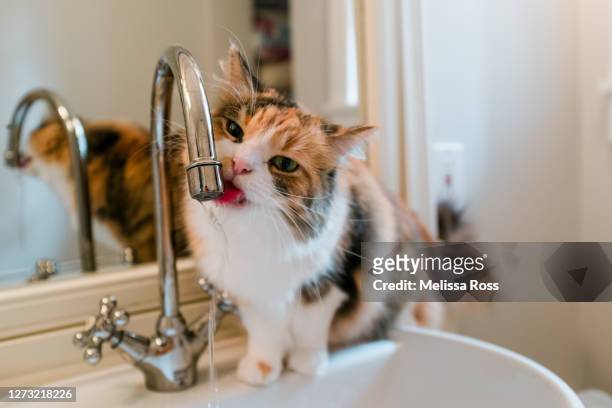 close-up of cat drinking from bathroom faucet - cat drinking stock-fotos und bilder