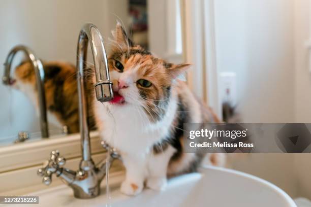 close-up of cat drinking from bathroom faucet - calico cat stock pictures, royalty-free photos & images