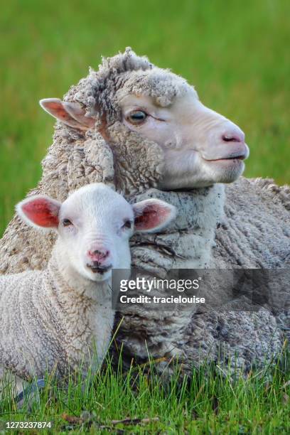 cordero joven siendo cariñoso con su madre - lamb fotografías e imágenes de stock
