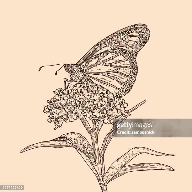 vintage line art monarch butterflies on milkweed pattern - butterfly milkweed stock illustrations