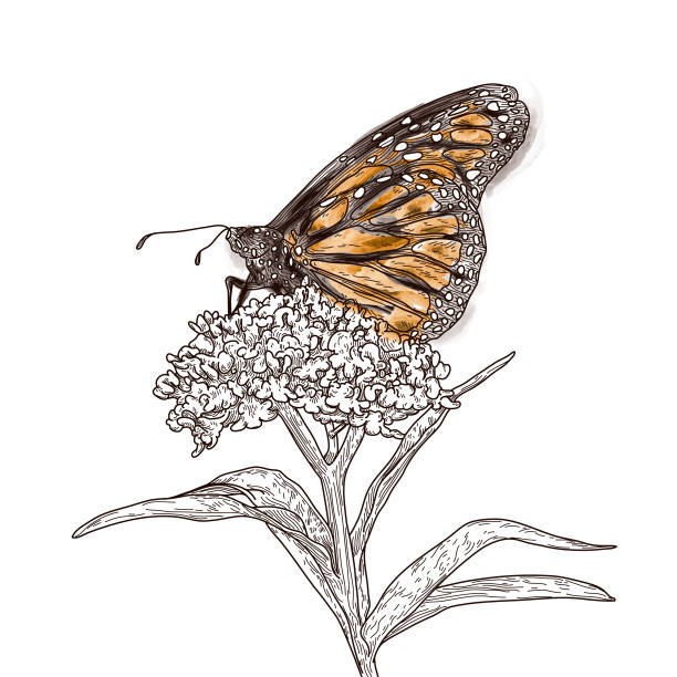 vintage line art monarch butterflies on milkweed pattern - zoo art stock illustrations