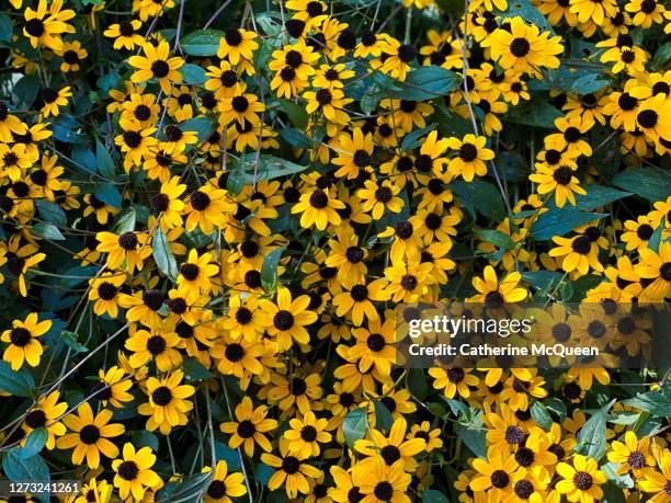 yellow black eyed susan blossoms - black eyed susan stock pictures, royalty-free photos & images