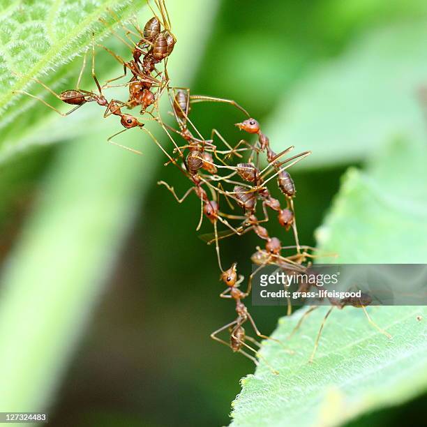 ants crossing over to other leaf - weberameise stock-fotos und bilder