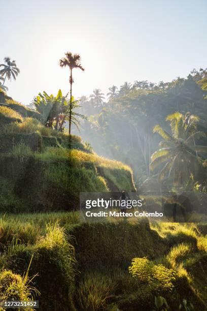 asian woman at the rice terraces, bali, indonesia - rice paddy stockfoto's en -beelden