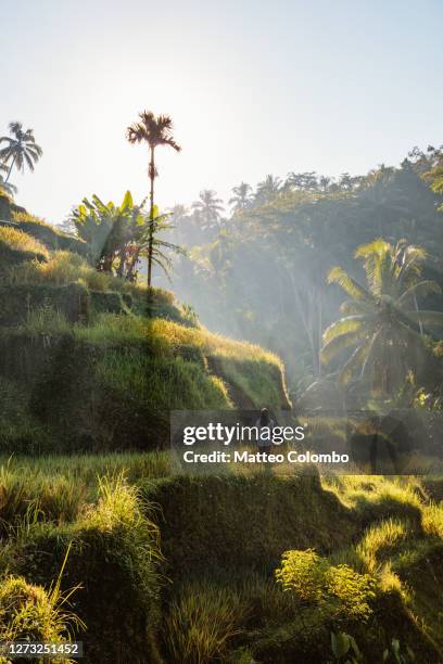 asian woman at the rice terraces, bali, indonesia - ubud stock pictures, royalty-free photos & images