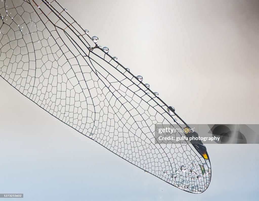 Dragon fly wing extreme macro