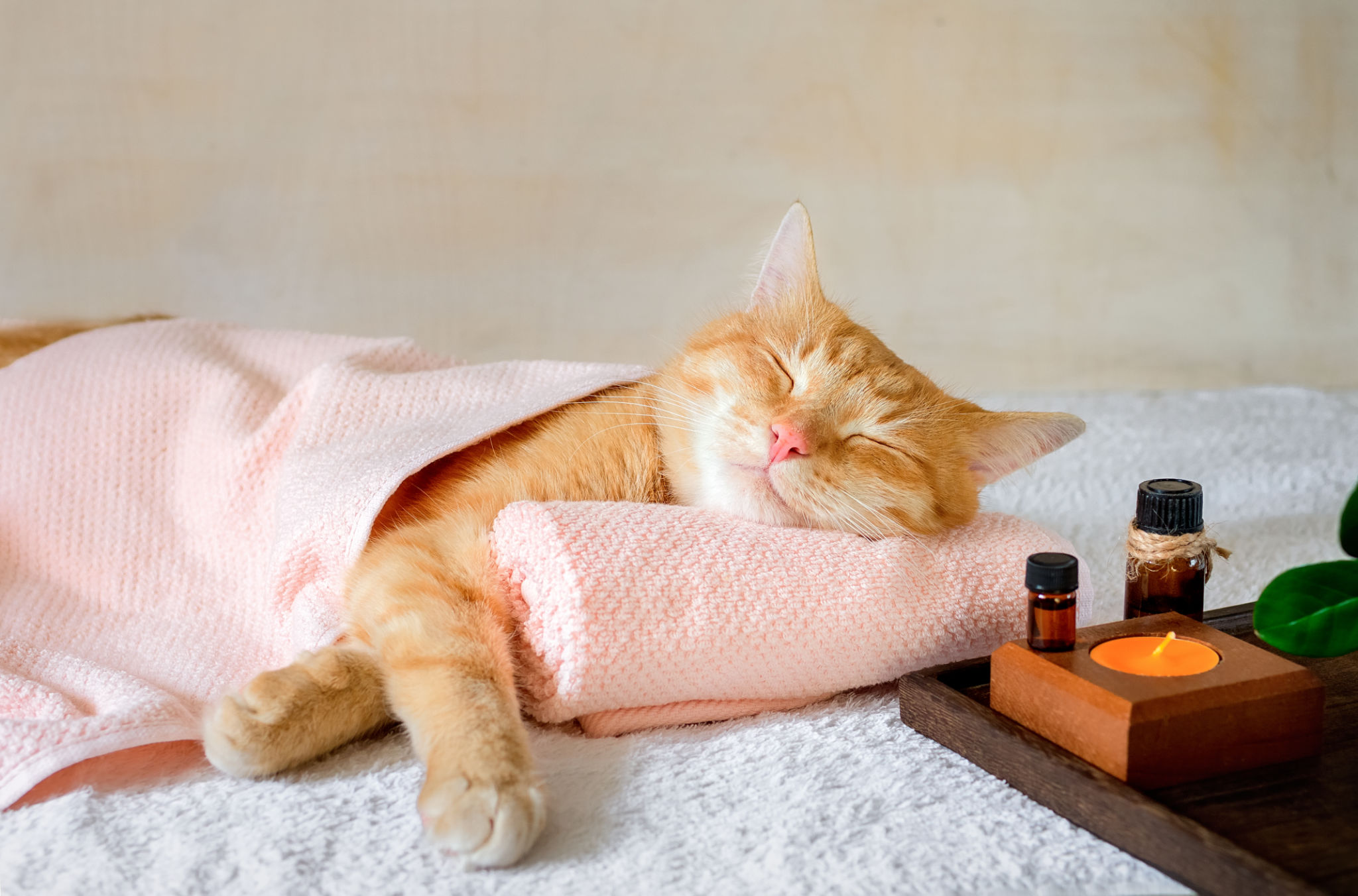 pet massage