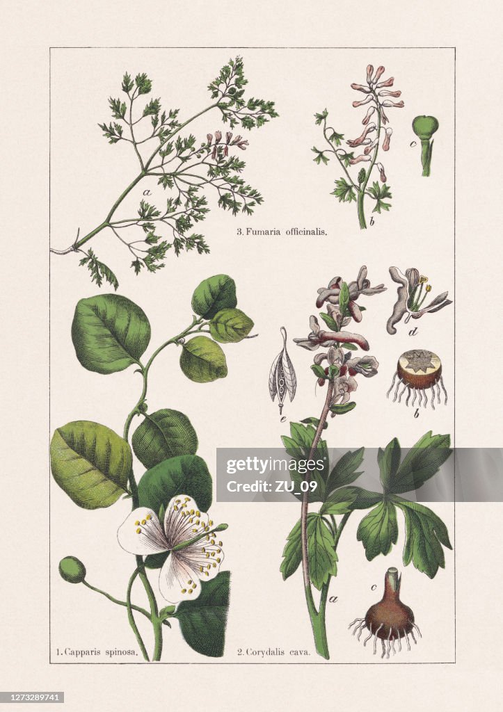 Capparaceae, Papaveraceae, chromolithograph, published in 1895
