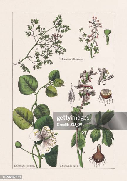 capparaceae, papaveraceae, chromolithograph, published in 1895 - caper stock illustrations