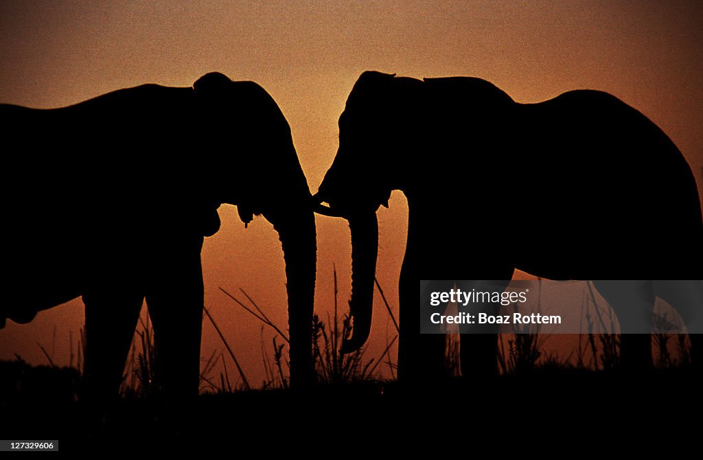 African elephants at sunset