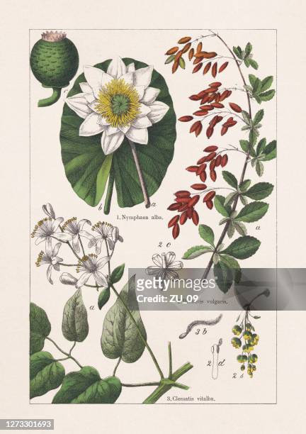 nymphaeaceae, berberidaceae, ranunculaceae, chromolithograph, published in 1895 - inflorescence stock illustrations
