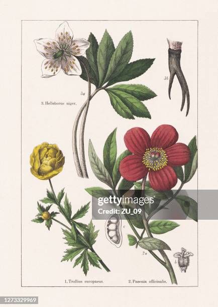 ilustrações de stock, clip art, desenhos animados e ícones de ranunculaceae, paeoniaceae, chromolithograph, published in 1895 - buttercup family