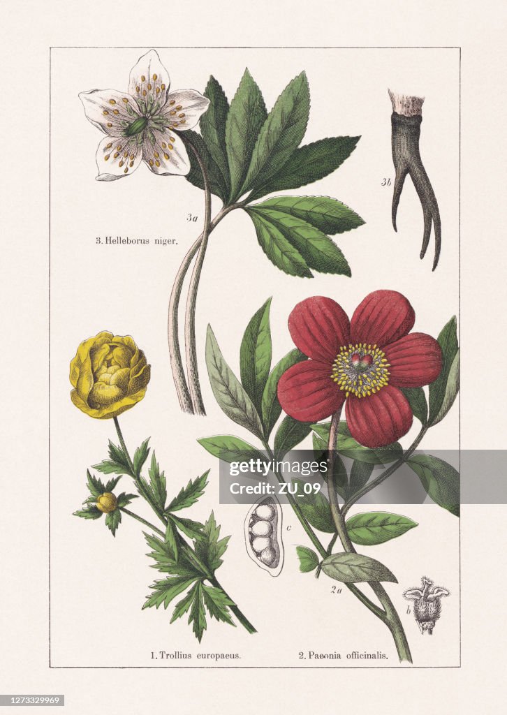 Ranunculaceae, Paeoniaceae, chromolithograph, published in 1895