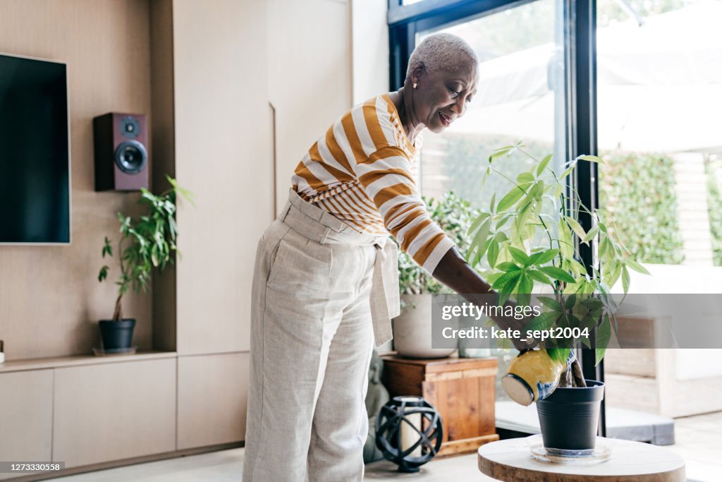 Afro-americanas belas mulheres idosas em sua sala de estar regando a planta