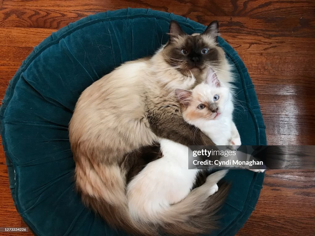 Two Ragdolls Two Ragdoll Cats Hugging And Snuggling High-Res Stock Photo - Getty Images