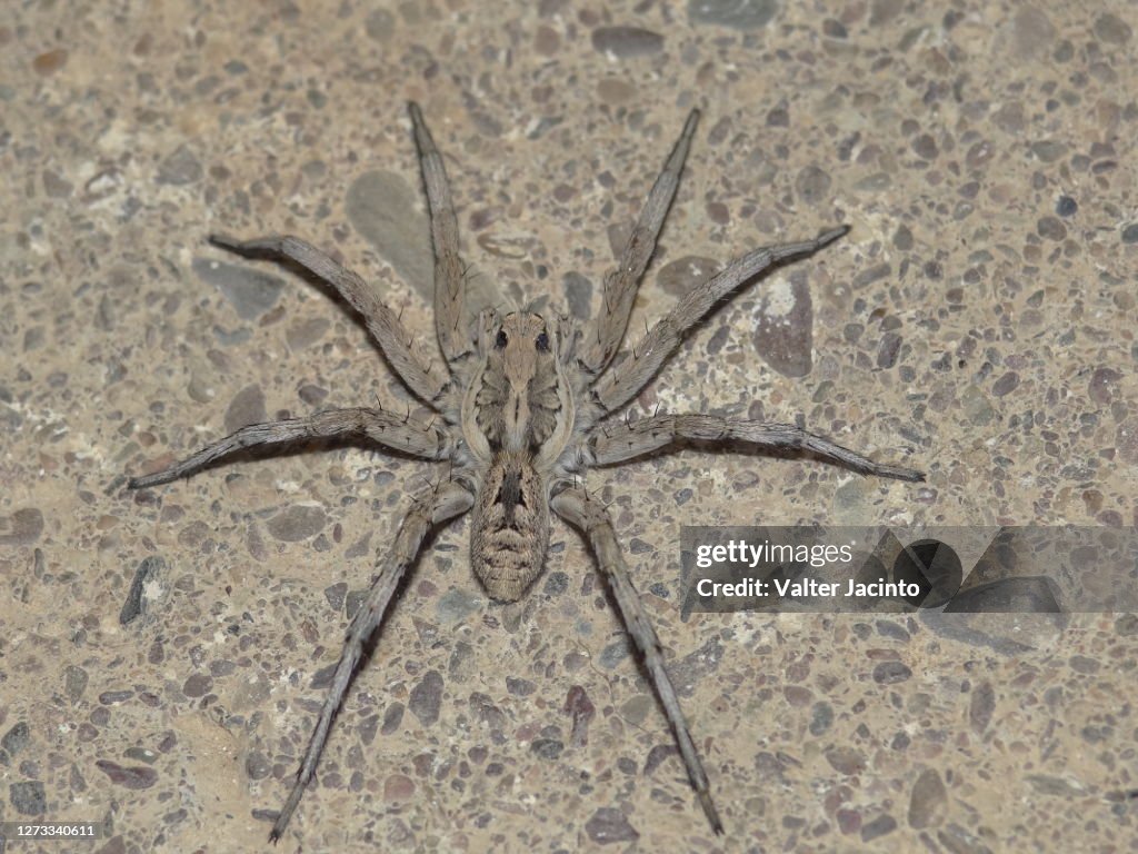 Wolf Spider (Lycosa tarantula)