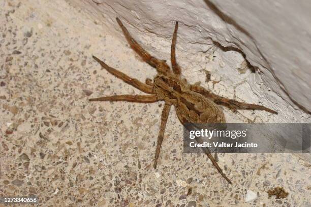 wolf spider (lycosa tarantula) - images of wolf spiders stock pictures, royalty-free photos & images