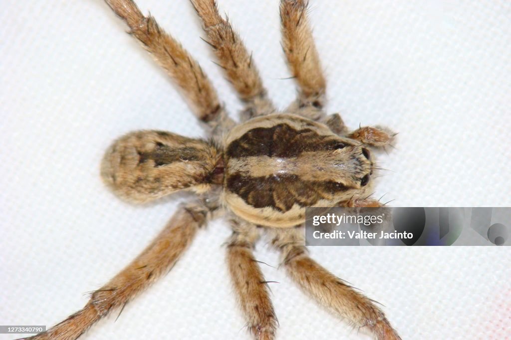 Wolf Spider (Lycosa tarantula)