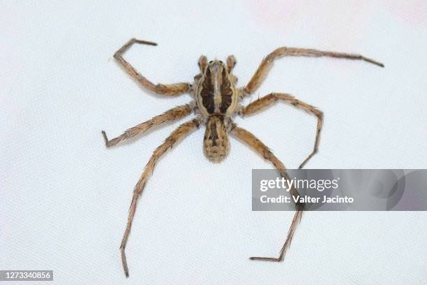 wolf spider (lycosa tarantula) - images of wolf spiders stock pictures, royalty-free photos & images