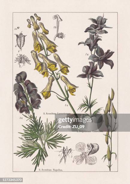 ranunculaceae, paeoniaceae, chromolithograph, published in 1895 - monkshood stock illustrations