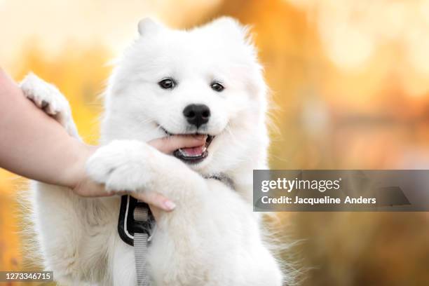 sweet samoyed puppy playing with a hand - samoyed stock pictures, royalty-free photos & images