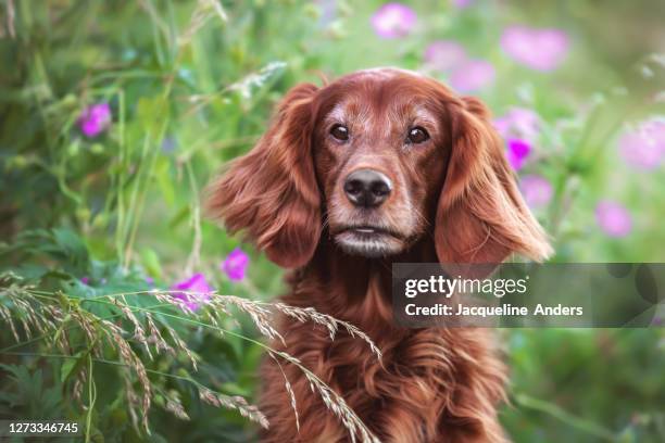 irish setter dog sitting in a flower field - irish setter stock pictures, royalty-free photos & images