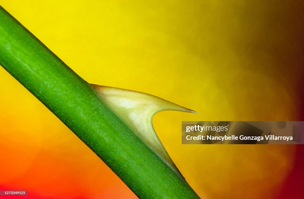 A Single Rose Thorn against a vibrant colourful background