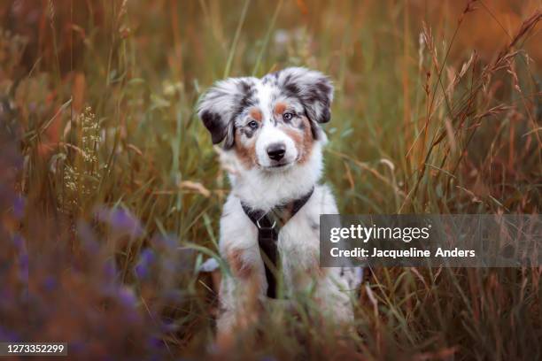 portrait of an australian shepherd puppy sitting in a meadow - pastor australiano fotografías e imágenes de stock