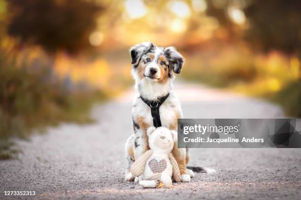 portrait of an australian shepherd puppy sitting on a footpath with his favorite toy - hund nicht mensch stock-fotos und bilder