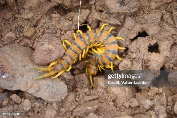 megarian banded centipede (scolopendra cingulata) - centipede stockfoto's en -beelden