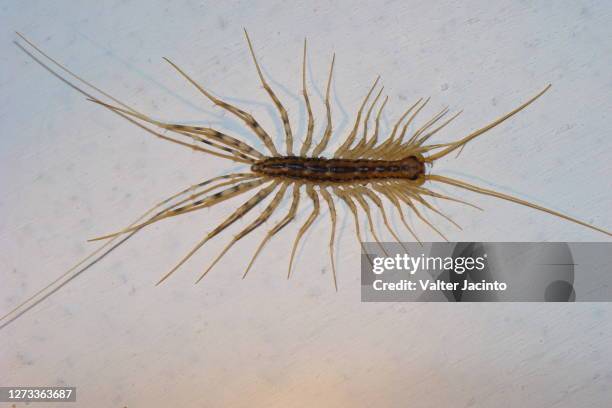 house centipede (scutigera coleoptrata) - scutigera coleoptrata stock pictures, royalty-free photos & images