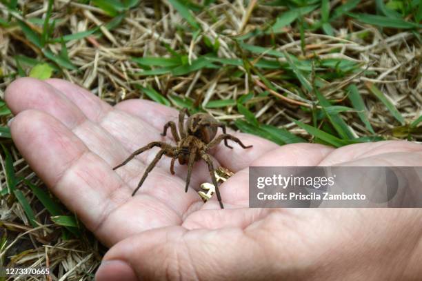 Hand Injecting Spider Spider An Hand Photos and Premium High Res Pictures - Getty Images