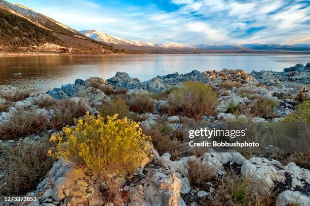 sonnenaufgang, mono lake in den eastern sierra nevada mountains in kalifornien - mammoth stock-fotos und bilder