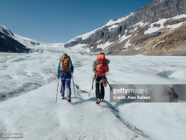 man and women mountain climbers walk together up the athabasca glacier - jasper bildbanksfoton och bilder
