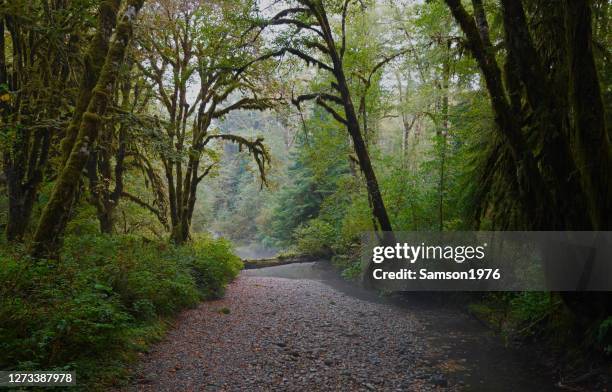 quinault rainforest september stream - temperierter-regenwald stock-fotos und bilder
