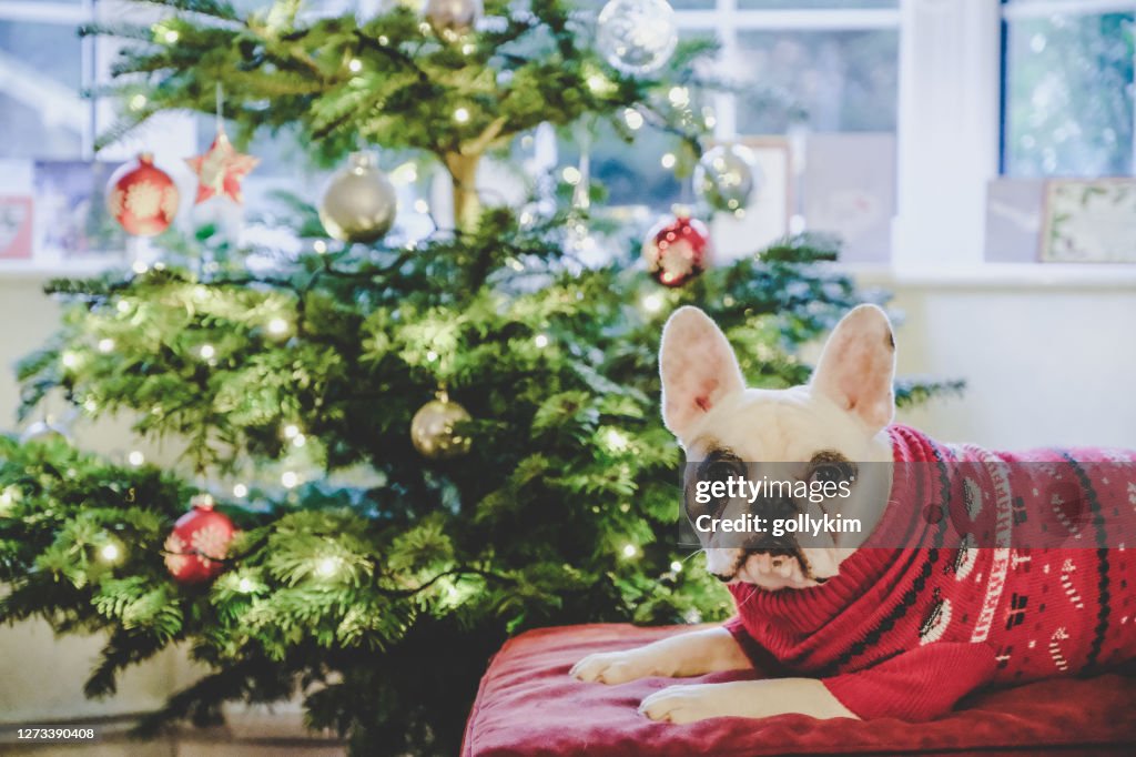 French Bulldog in Christmas jumper posing in front of Christmas tree